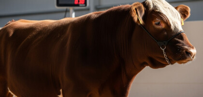 What is the Current Market Price for Beef Cattle Per Pound in 2023?