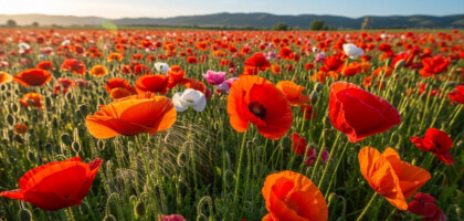 Why Must Any Contract Involving a Sale of Goods of 100 or More Be in Writing?