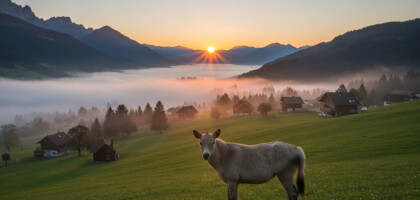 What Are the Investment Firms That Actively Participate in Stocks Assigned to Them?